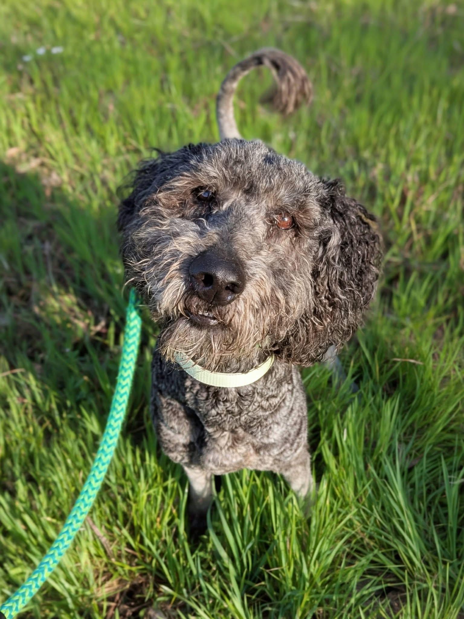Enlarge Jack, an adopted mixed breed in Mendham, NJ image 2/5