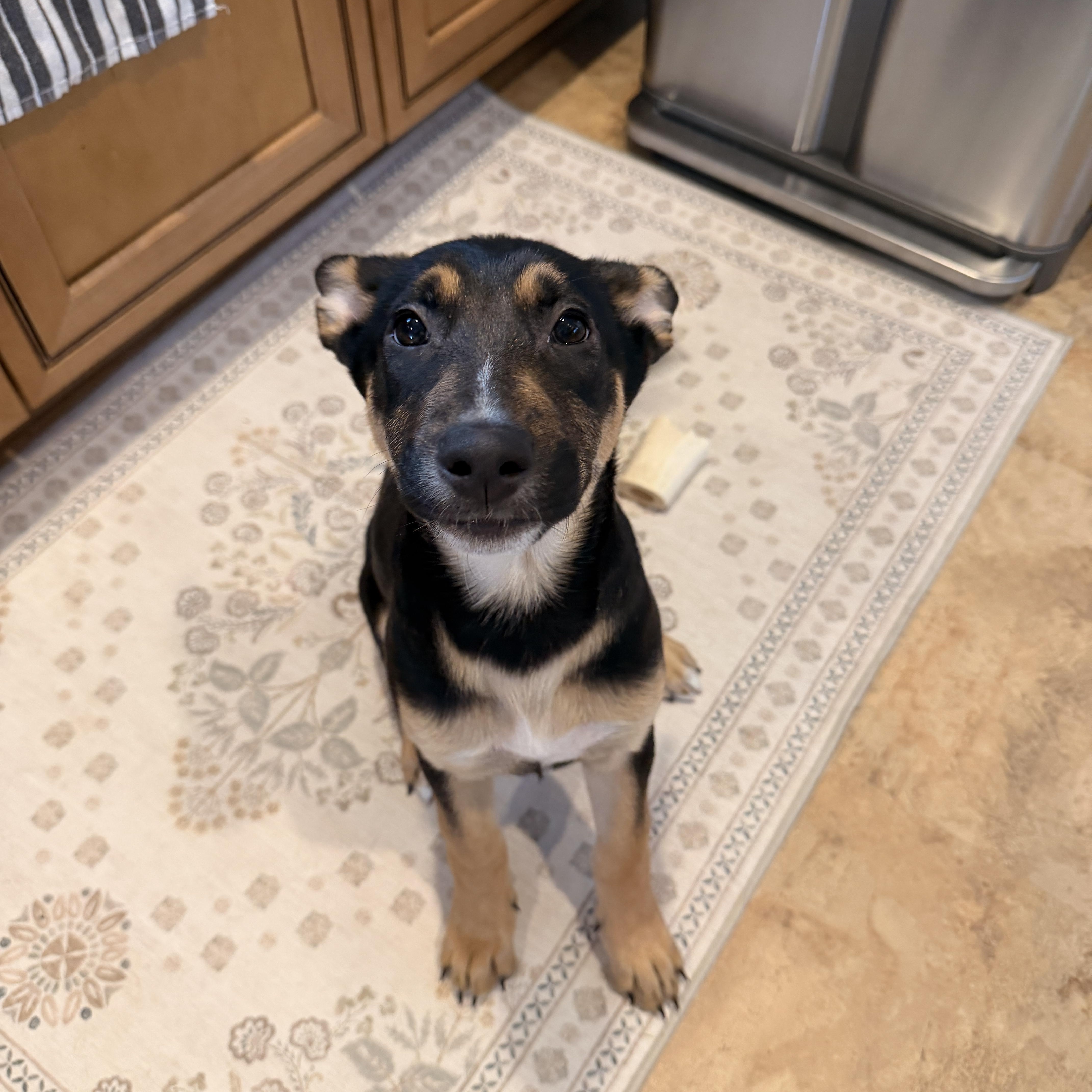 Enlarge Ruby, an adopted mixed breed in Detroit, MI image 4/4