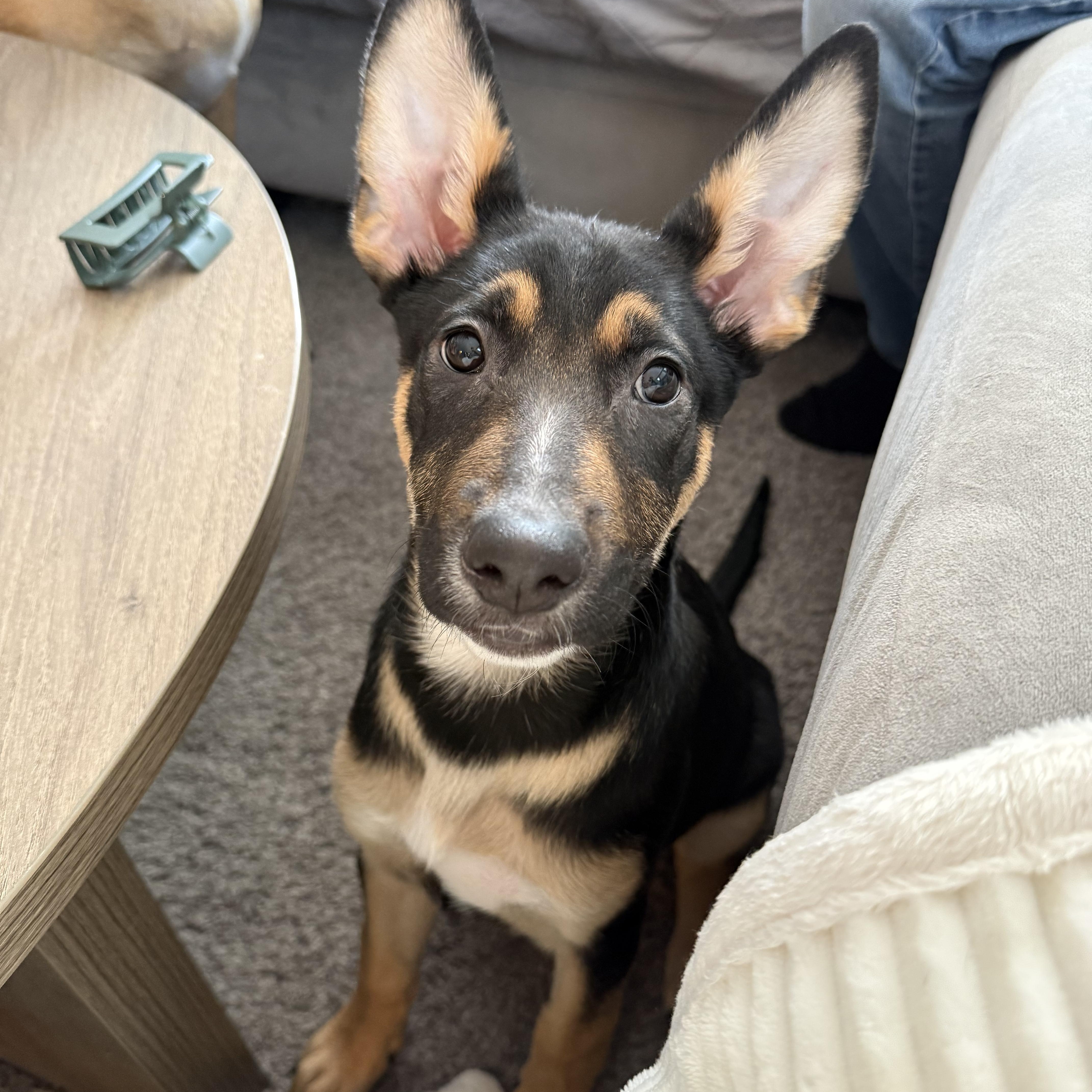 Enlarge Ruby, an adopted mixed breed in Detroit, MI image 2/4