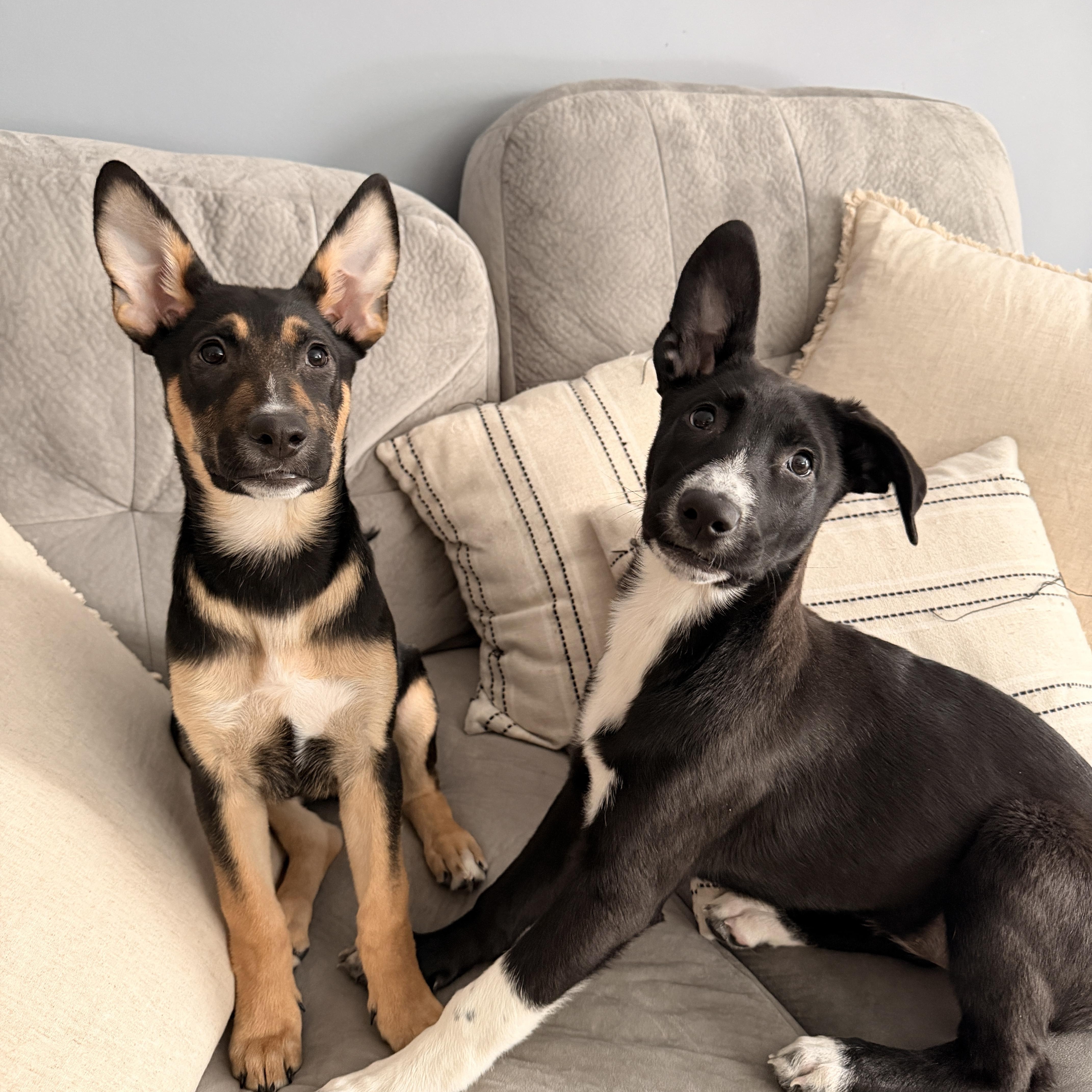 Enlarge Ruby, an adopted mixed breed in Detroit, MI image 3/4