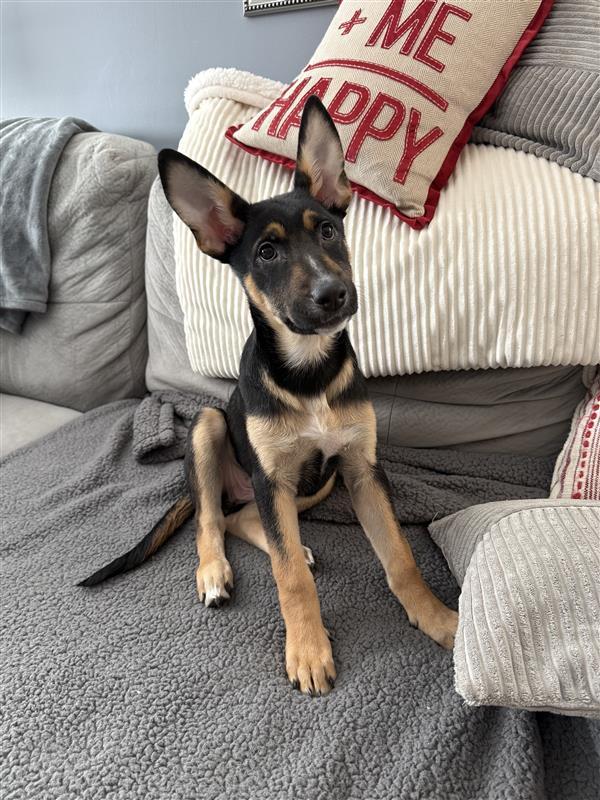 Enlarge Ruby, an adopted mixed breed in Detroit, MI image 1/4