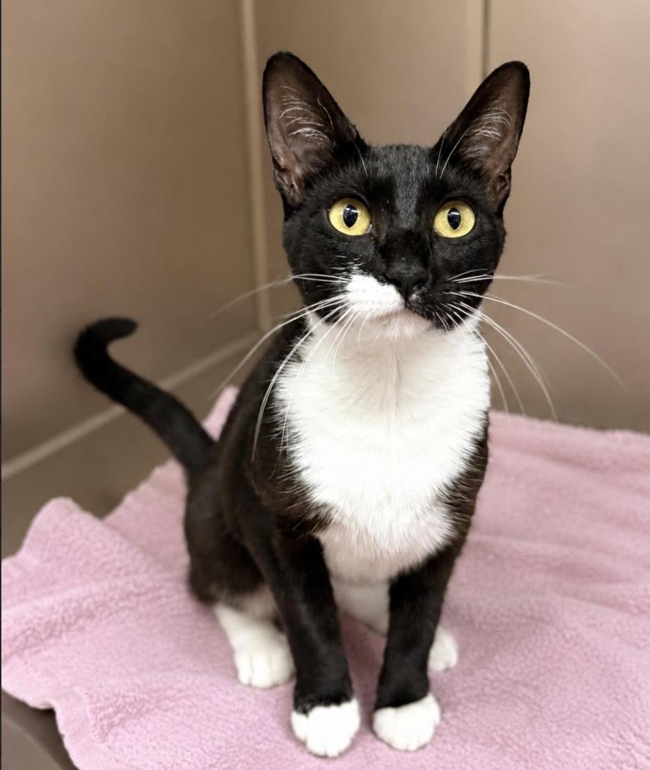 Enlarge Mochi, an adopted Domestic Short Hair in Greenburgh, NY image 1/6