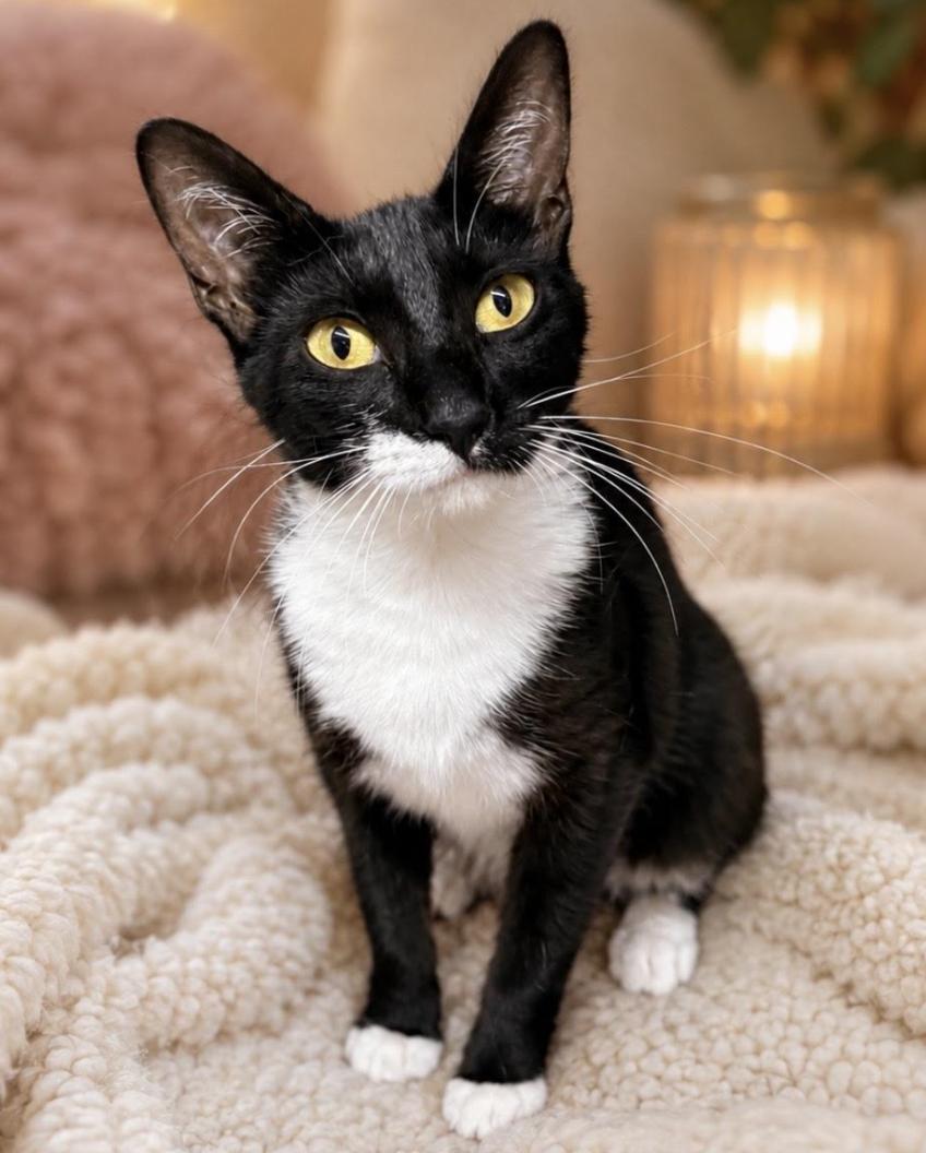 Enlarge Mochi, an adopted Domestic Short Hair in Greenburgh, NY image 5/6