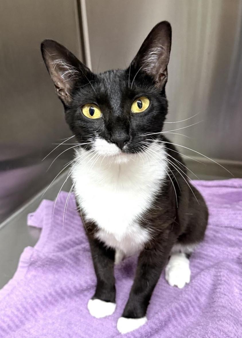 Enlarge Mochi, an adopted Domestic Short Hair in Greenburgh, NY image 2/6