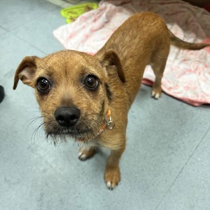 Torie, ADOPTABLE, Young Female Terrier.