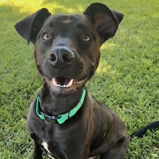 Enlarge Arlo, a Adoptable mixed breed in Oklahoma City, OK image 5/6