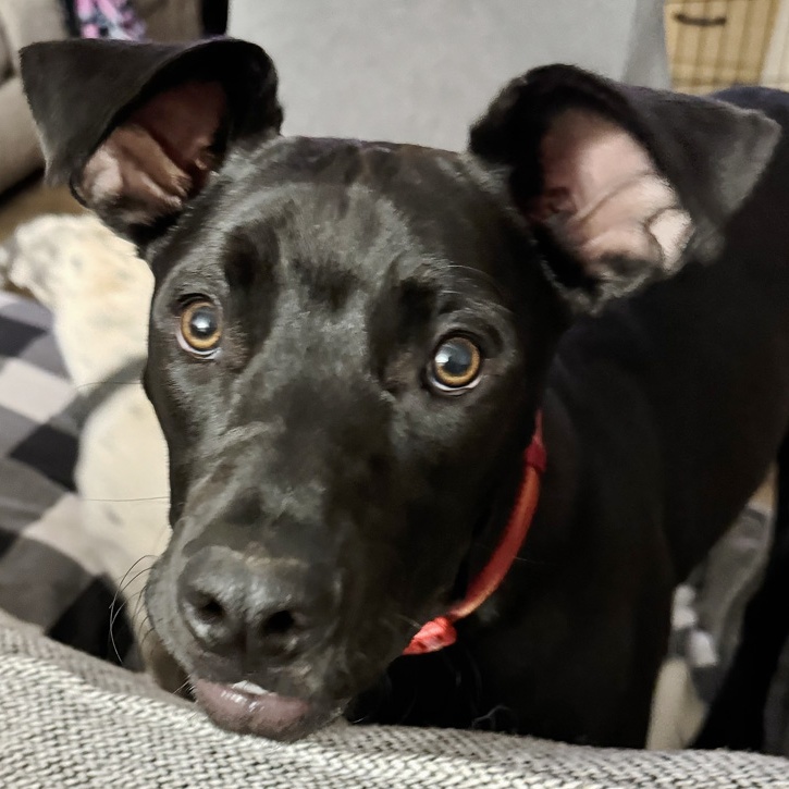 Enlarge Arlo, a Adoptable mixed breed in Oklahoma City, OK image 1/6