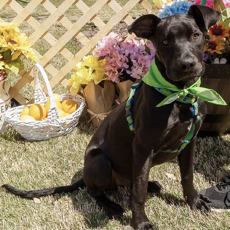 Arlo 3