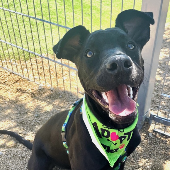 Enlarge Arlo, a Adoptable mixed breed in Oklahoma City, OK image 4/6