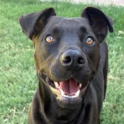 Enlarge Arlo, a Adoptable mixed breed in Oklahoma City, OK image 1/6