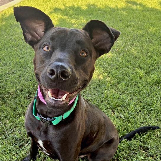 Enlarge Arlo, a Adoptable mixed breed in Oklahoma City, OK image 2/6