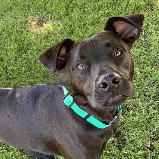 Enlarge Arlo, a Adoptable mixed breed in Oklahoma City, OK image 6/6