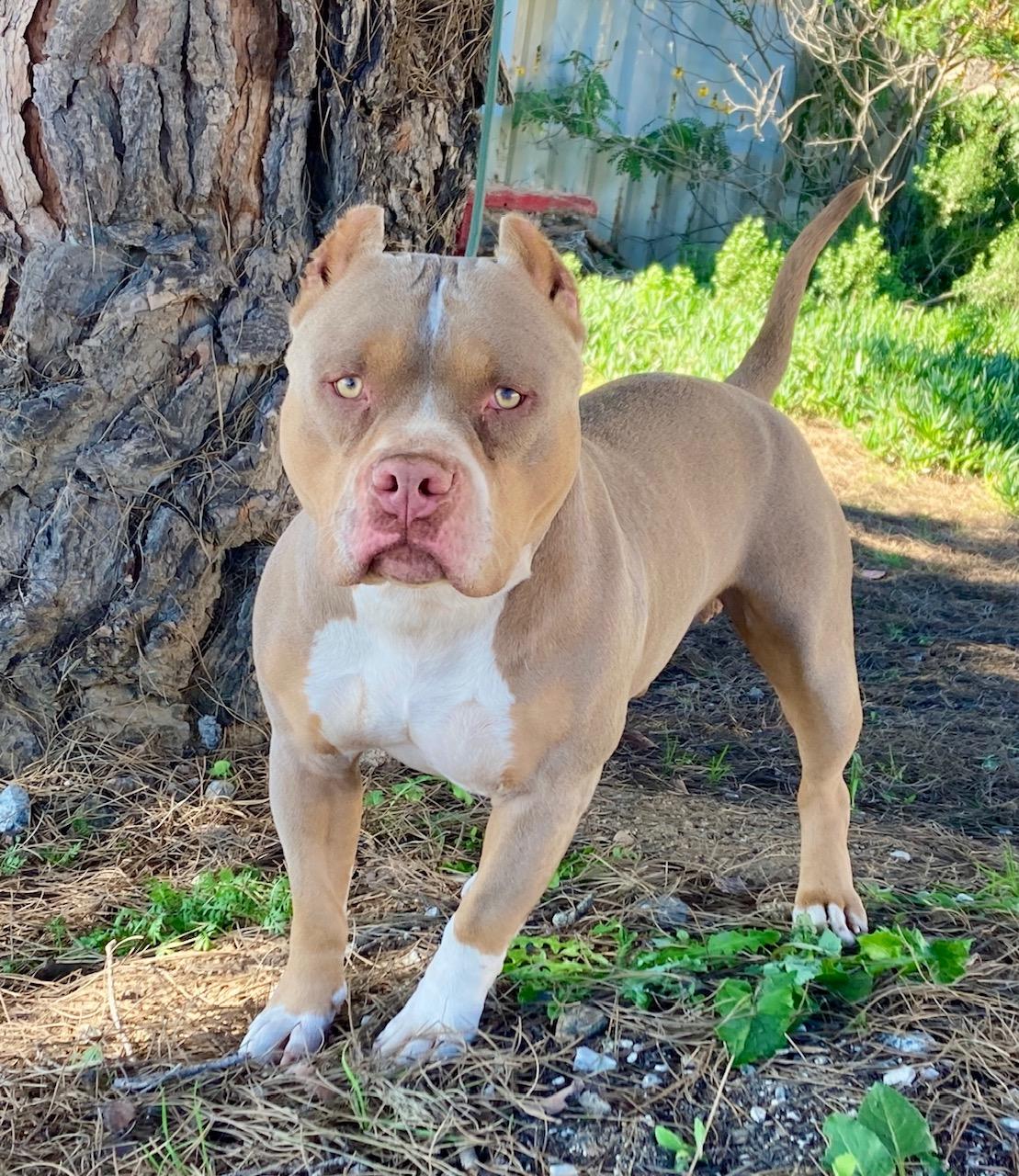 Enlarge Cortes, an adopted mixed breed in Camp Pendleton, CA image 6/6