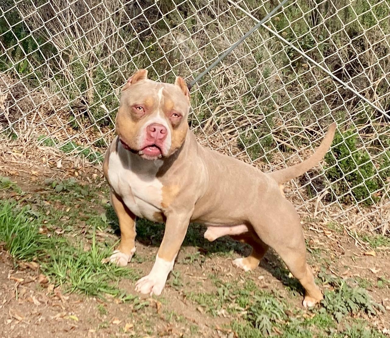 Enlarge Cortes, a ADOPTABLE mixed breed in Camp Pendleton, CA image 2/6