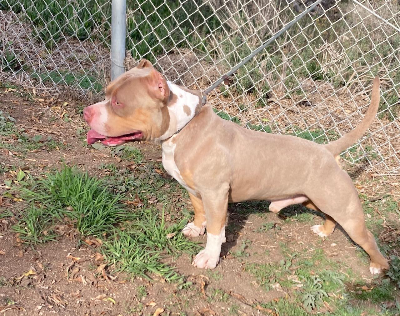 Enlarge Cortes, a ADOPTABLE mixed breed in Camp Pendleton, CA image 6/6