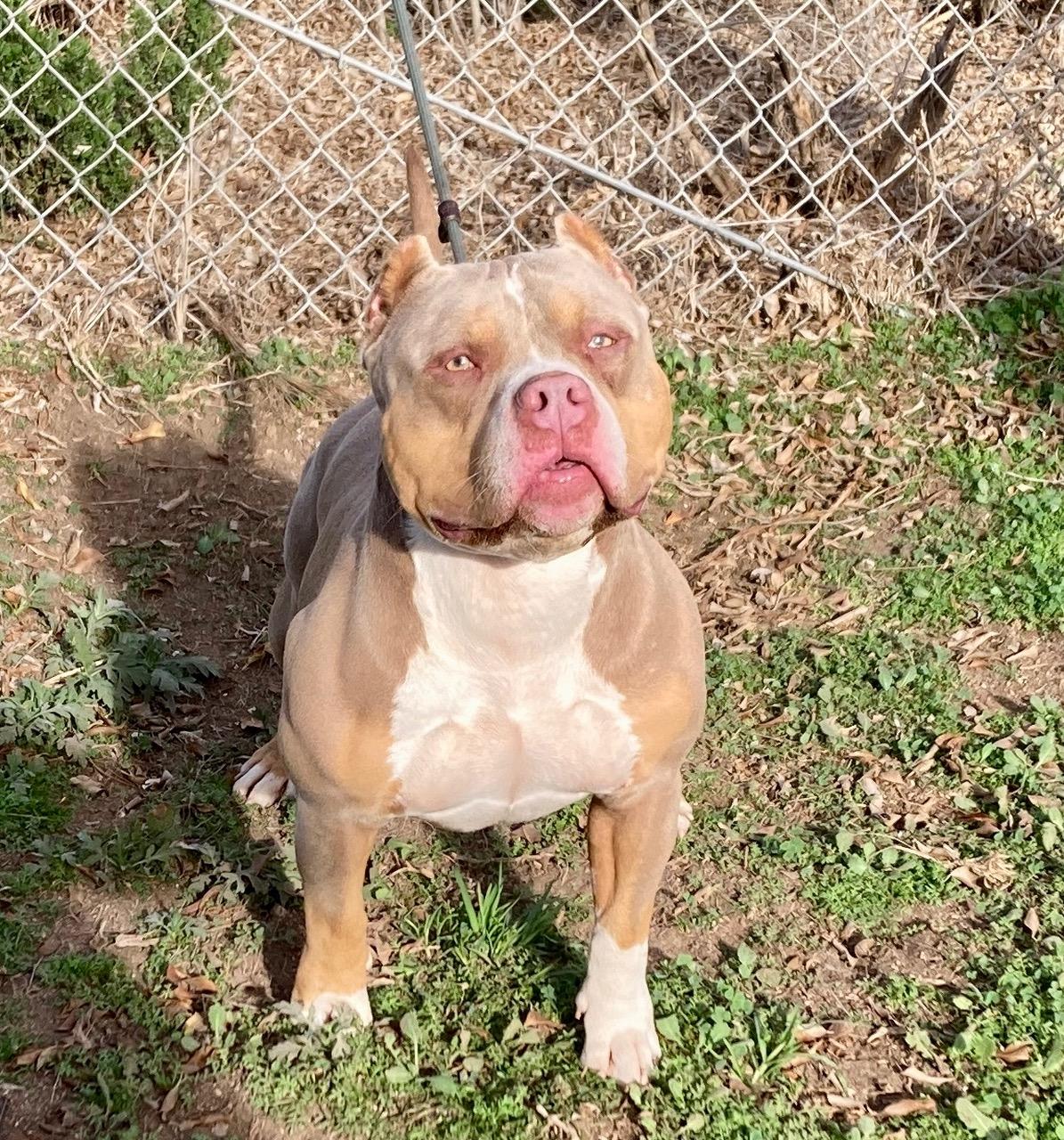 Enlarge Cortes, a ADOPTABLE mixed breed in Camp Pendleton, CA image 3/6