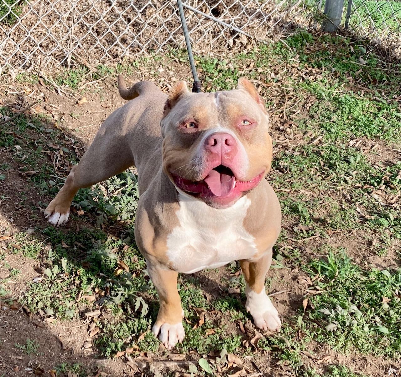 Enlarge Cortes, a ADOPTABLE mixed breed in Camp Pendleton, CA image 4/6