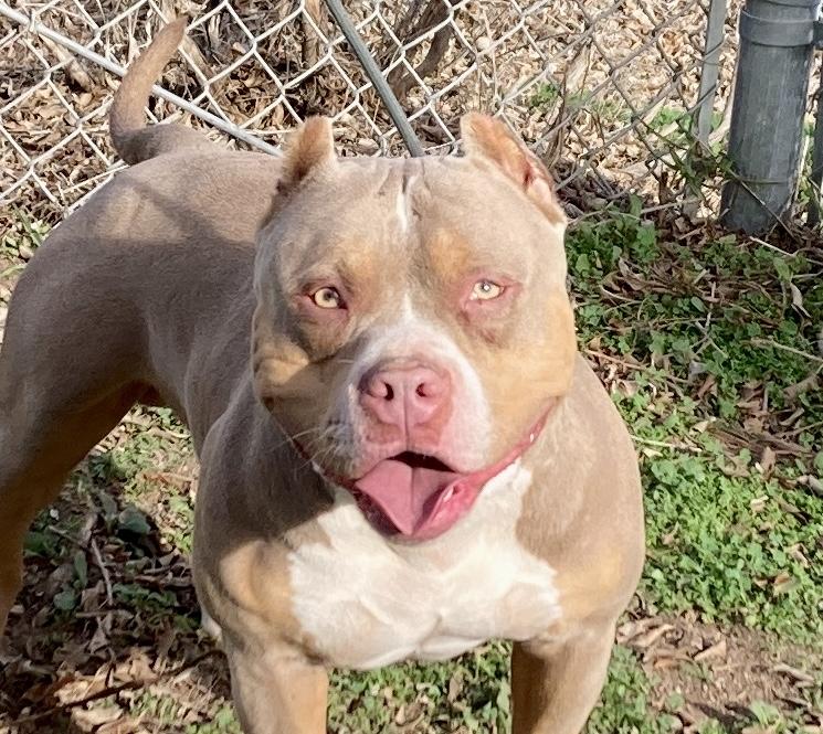 Cortes, ADOPTABLE, Adult Male Pit Bull Terrier.