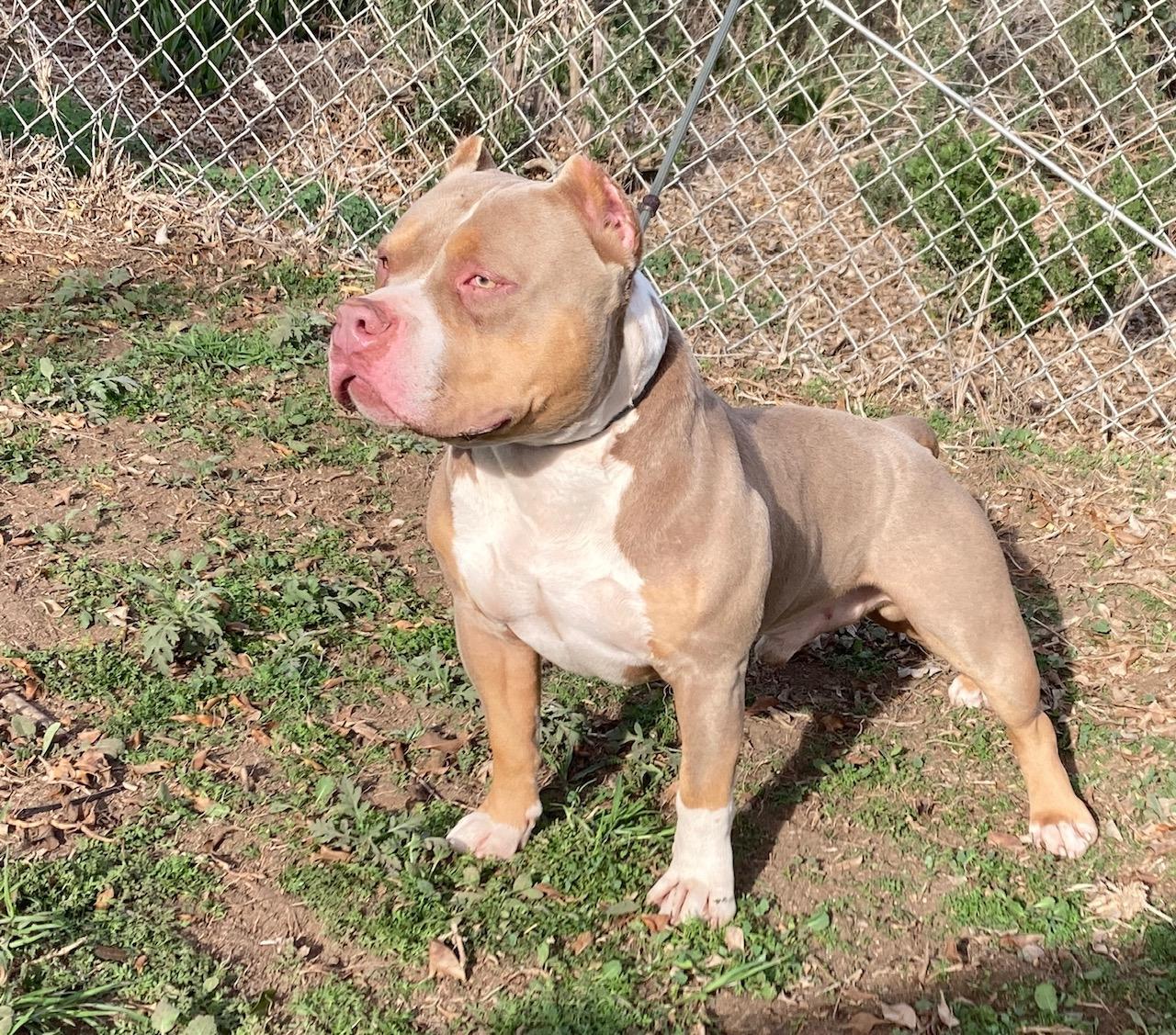 Enlarge Cortes, a ADOPTABLE mixed breed in Camp Pendleton, CA image 5/6