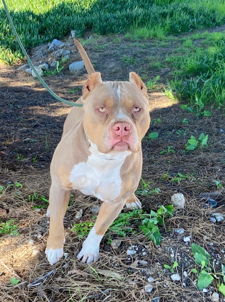 Enlarge Cortes, an adopted mixed breed in Camp Pendleton, CA image 3/6