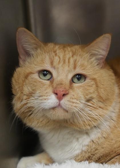 Enlarge Lechonk 61542, a Adoptable mixed breed in Aiken, SC image 3/3