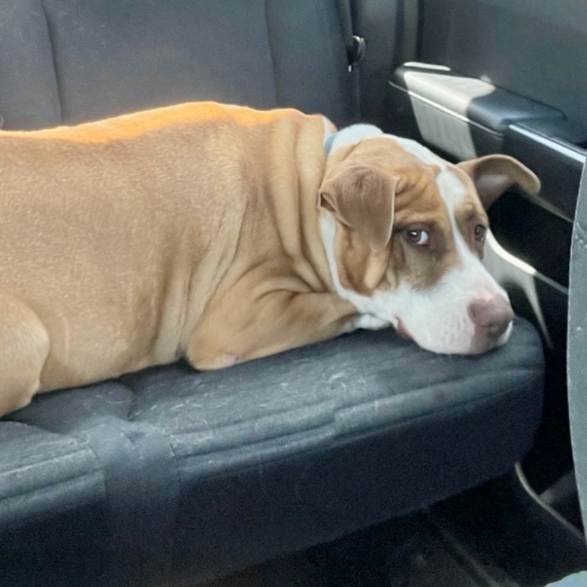 Marco, Adoptable, Adult Male Staffordshire Bull Terrier.