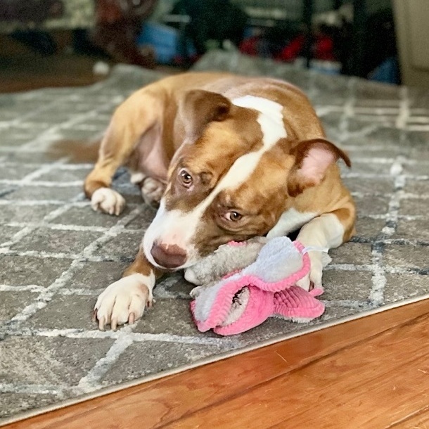 Enlarge Marco, a Adoptable mixed breed in Mount Arlington, NJ image 2/6