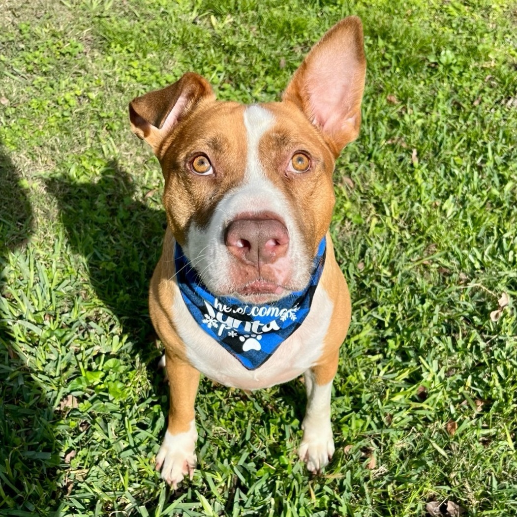 Enlarge Marco, a Adoptable mixed breed in Mount Arlington, NJ image 3/6