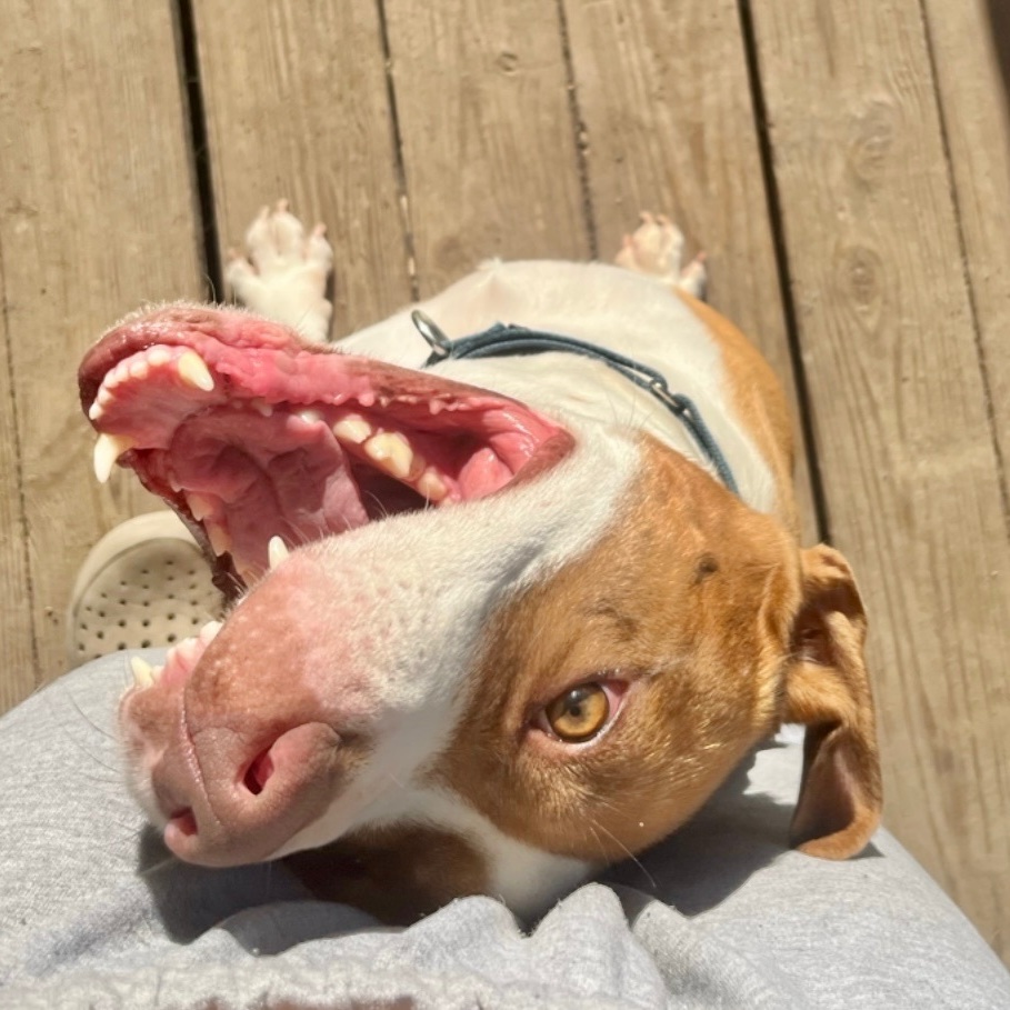 Enlarge Marco, a Adoptable mixed breed in Mount Arlington, NJ image 4/6