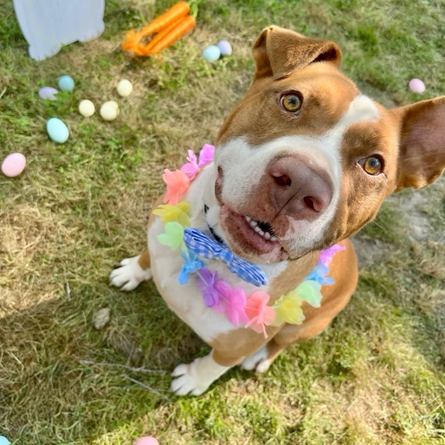 Enlarge Marco, a Adoptable mixed breed in Mount Arlington, NJ image 5/6