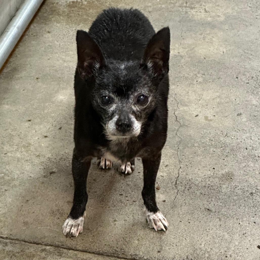 Enlarge Captain Nemo, a Adoptable Chihuahua in Coos Bay, OR image 1/1