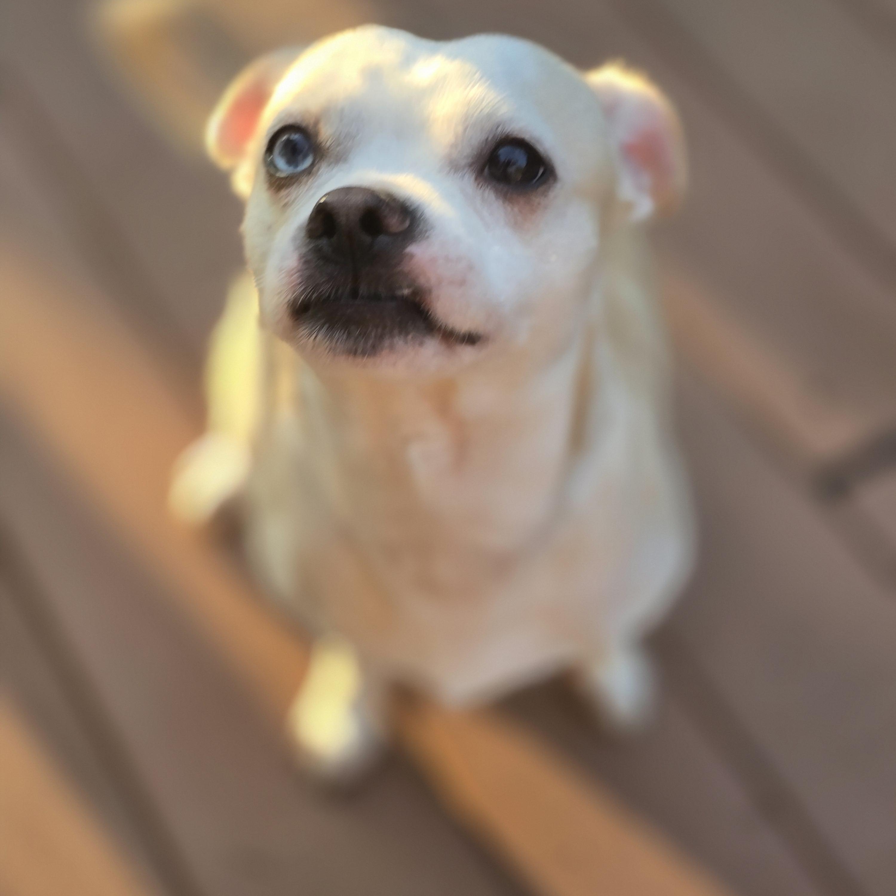 Enlarge Dalton, a Adoptable mixed breed in Buckley, WA image 4/4