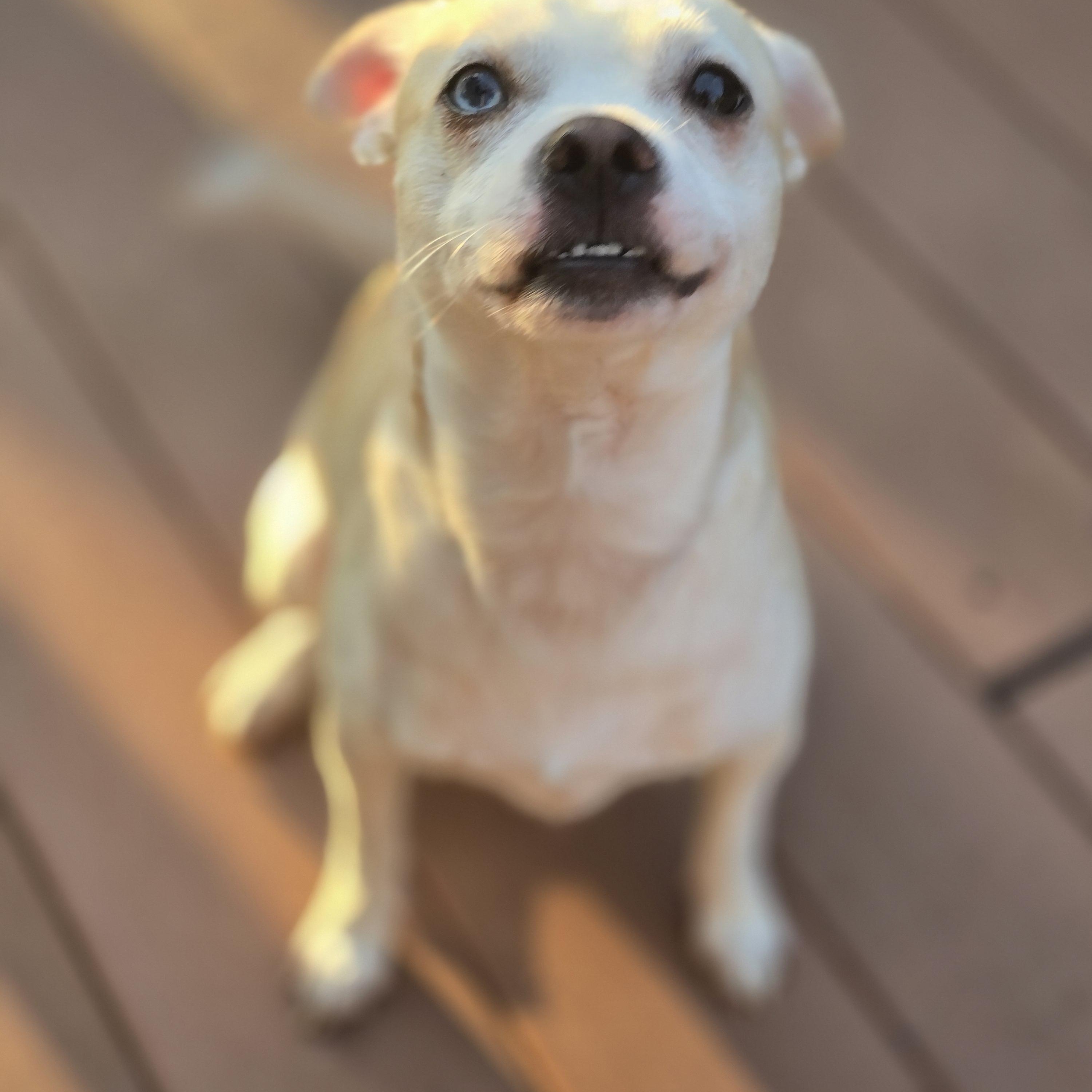 Enlarge Dalton, a Adoptable mixed breed in Buckley, WA image 3/4