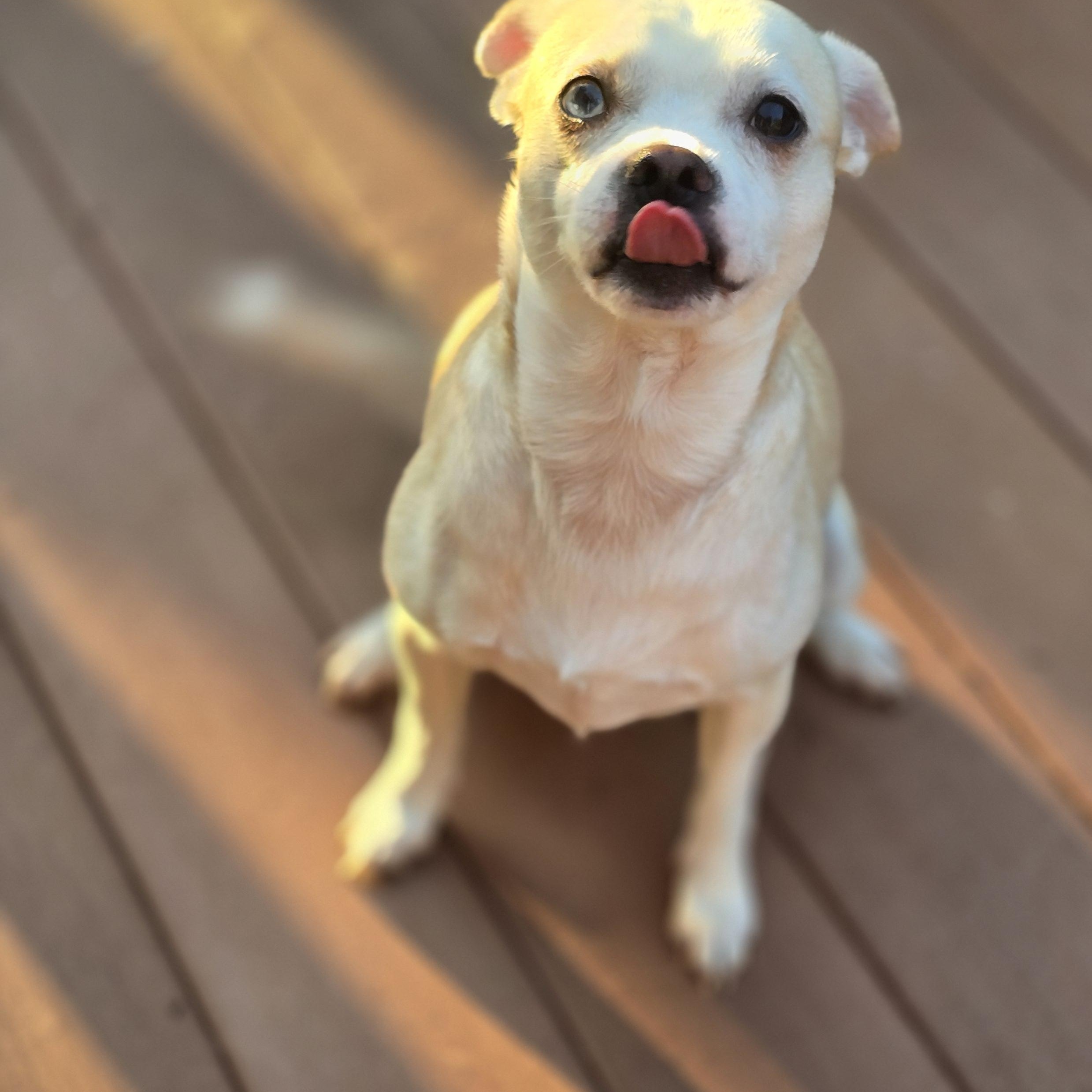 Enlarge Dalton, a Adoptable mixed breed in Buckley, WA image 2/4