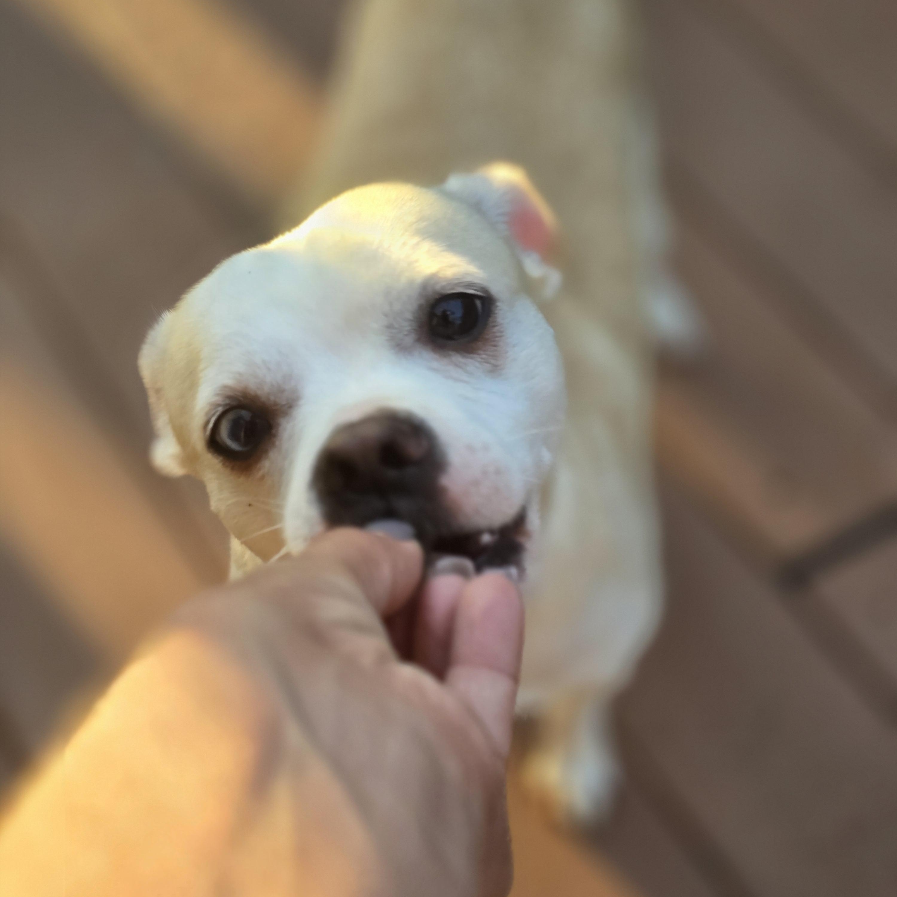 Enlarge Dalton, a Adoptable mixed breed in Buckley, WA image 1/4