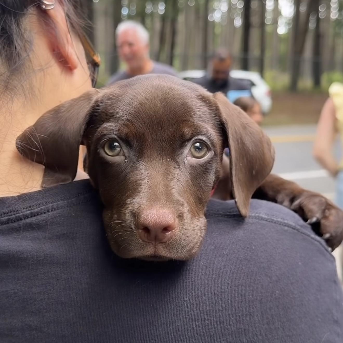 Scampy, Adopted, Puppy Female Mixed Breed.