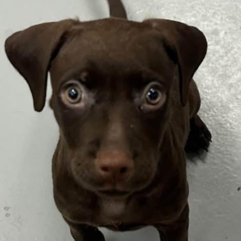 Enlarge Scampy, a Adopted Mixed Breed in Yaphank, NY image 3/3