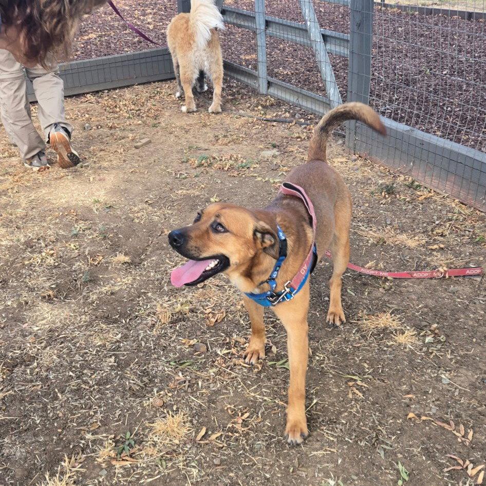 Enlarge Troy, a Adopted mixed breed in San Jose, CA image 1/2