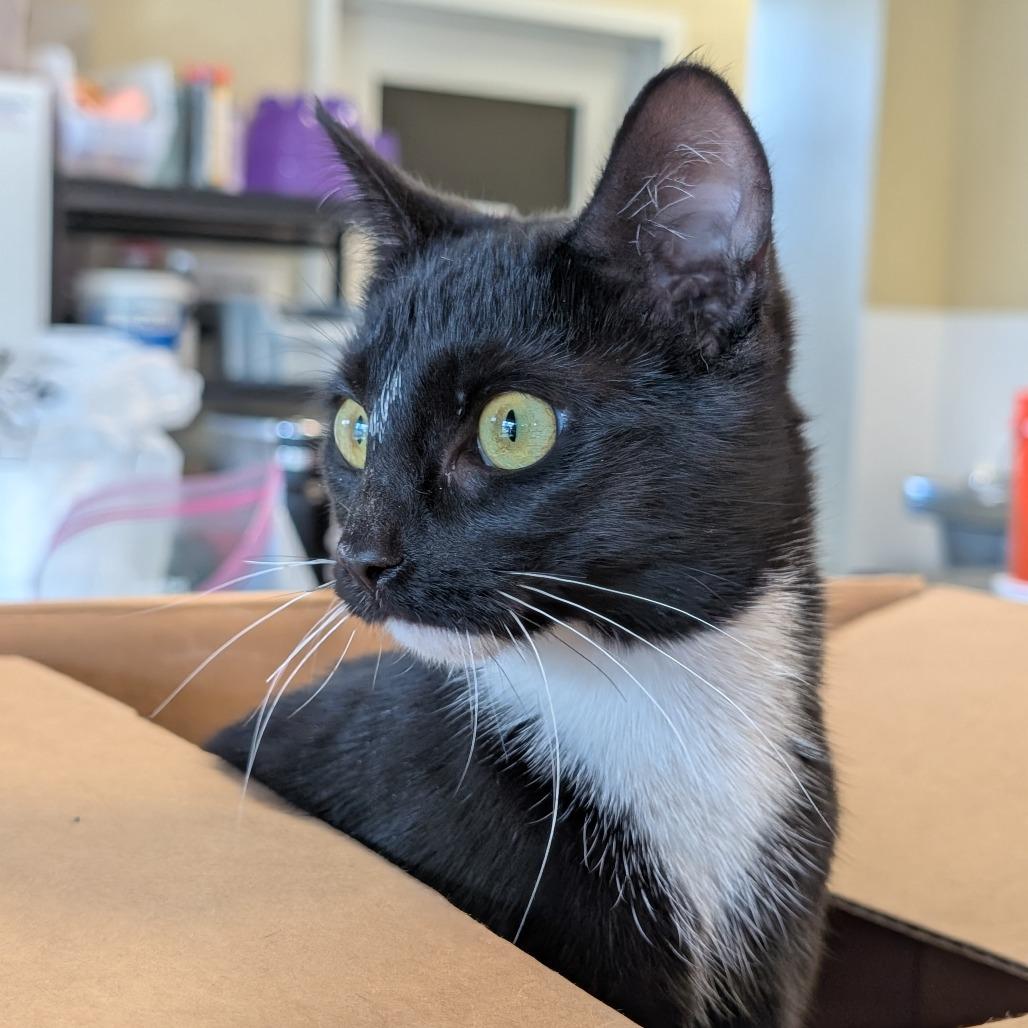 Tink, Adoptable, Young Female Domestic Short Hair.