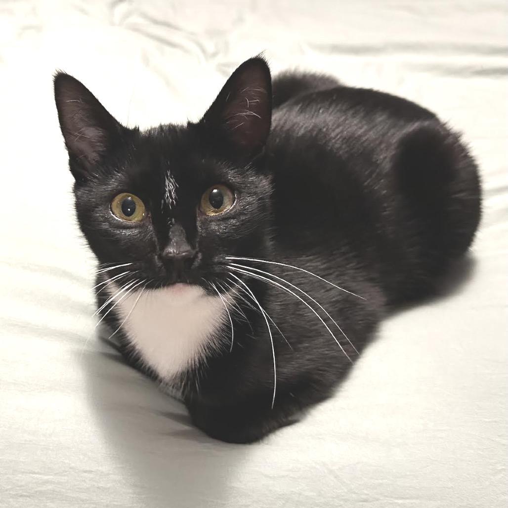 Enlarge Tink, a Adoptable Domestic Short Hair in Asheville, NC image 2/6