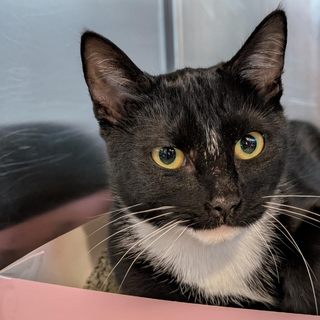 Enlarge Tink, a Adoptable Domestic Short Hair in Asheville, NC image 3/6