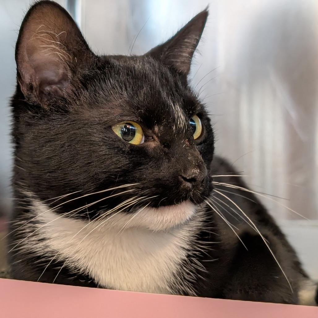 Enlarge Tink, a Adoptable Domestic Short Hair in Asheville, NC image 5/6