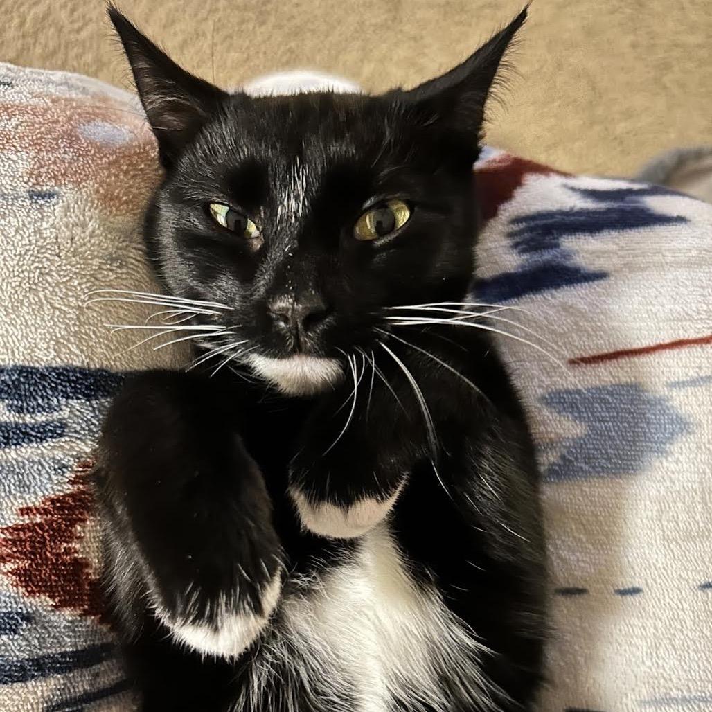 Enlarge Tink, a Adoptable Domestic Short Hair in Asheville, NC image 6/6