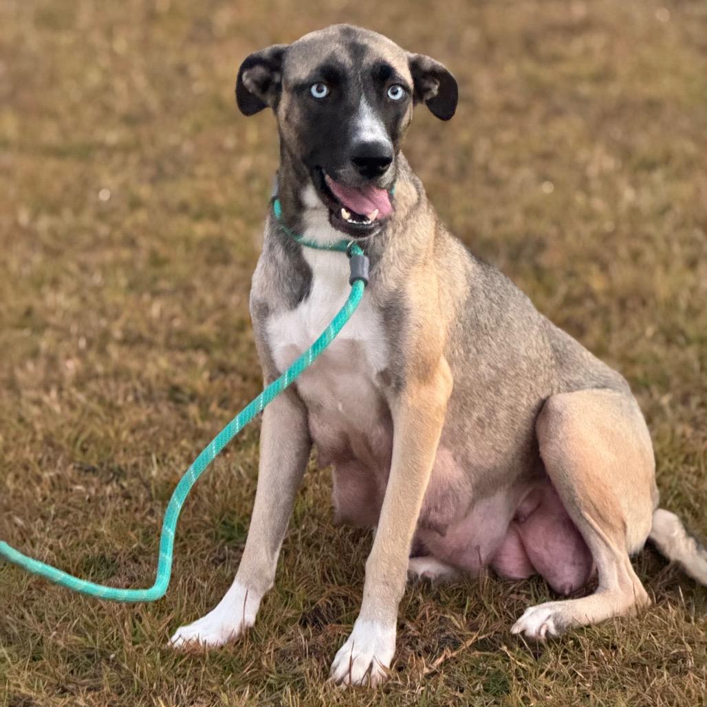 JAZZY, Adoptable, Adult Female Husky.