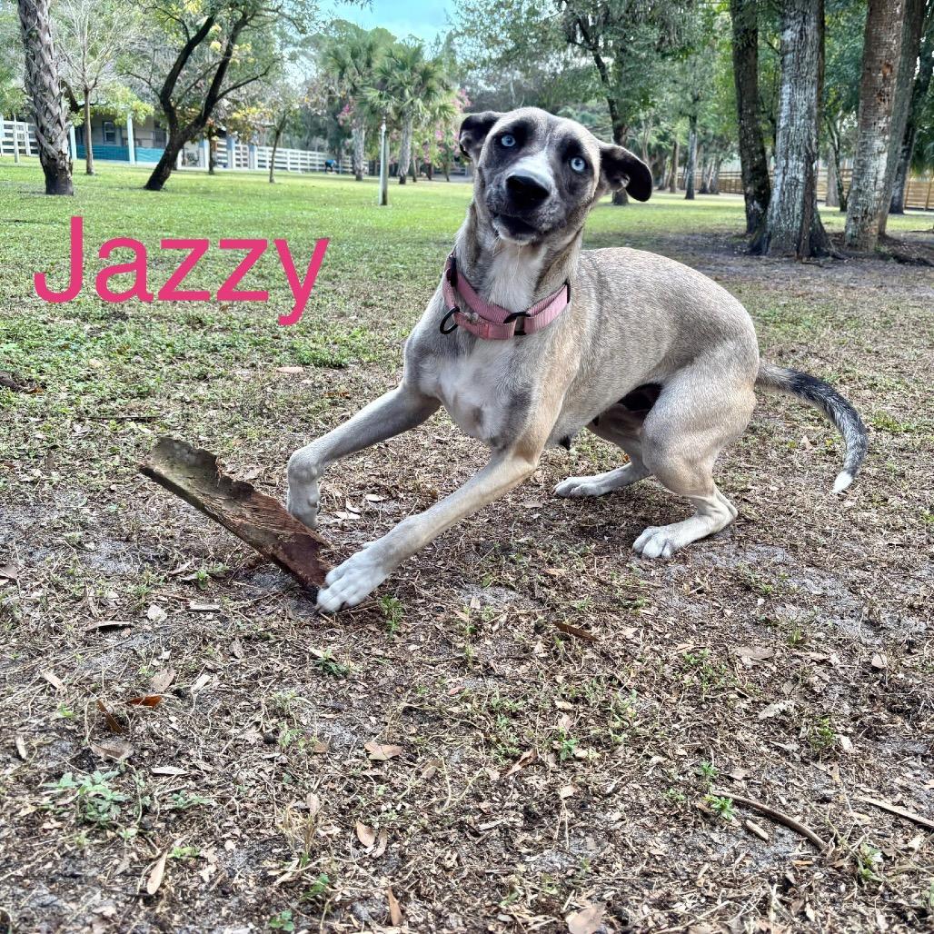 JAZZY, Adoptable, Adult Female Husky.