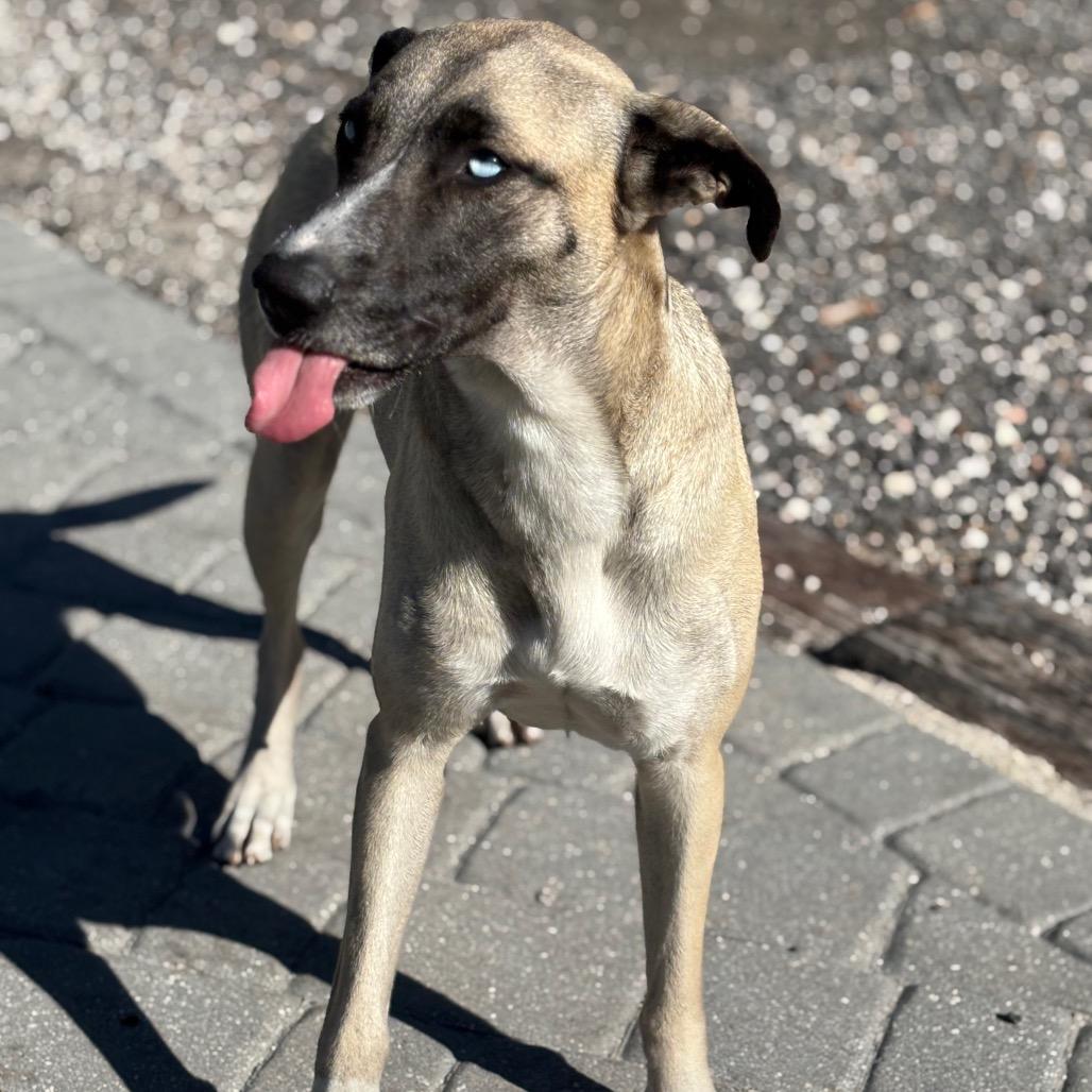 JAZZY, a Adoptable Husky in Wellington, FL image 2/6