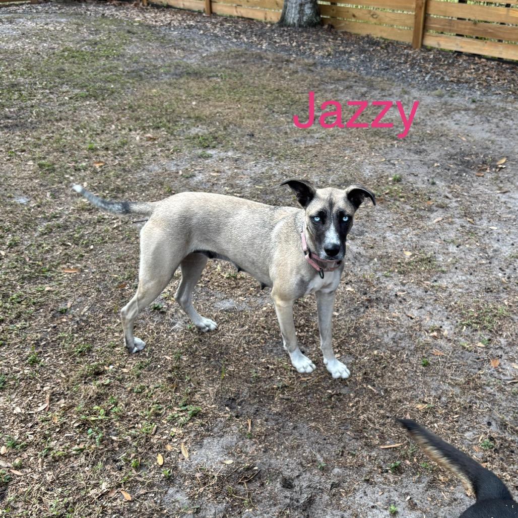 Enlarge JAZZY, a Adoptable Husky in Wellington, FL image 3/6