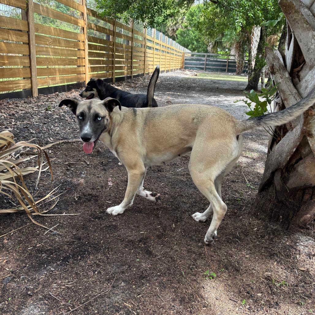 Enlarge JAZZY, a Adoptable Husky in Wellington, FL image 3/6