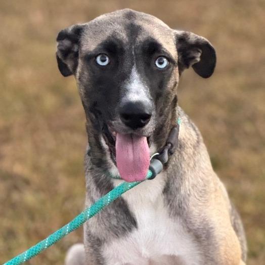 Enlarge JAZZY, a Adoptable Husky in Wellington, FL image 4/6