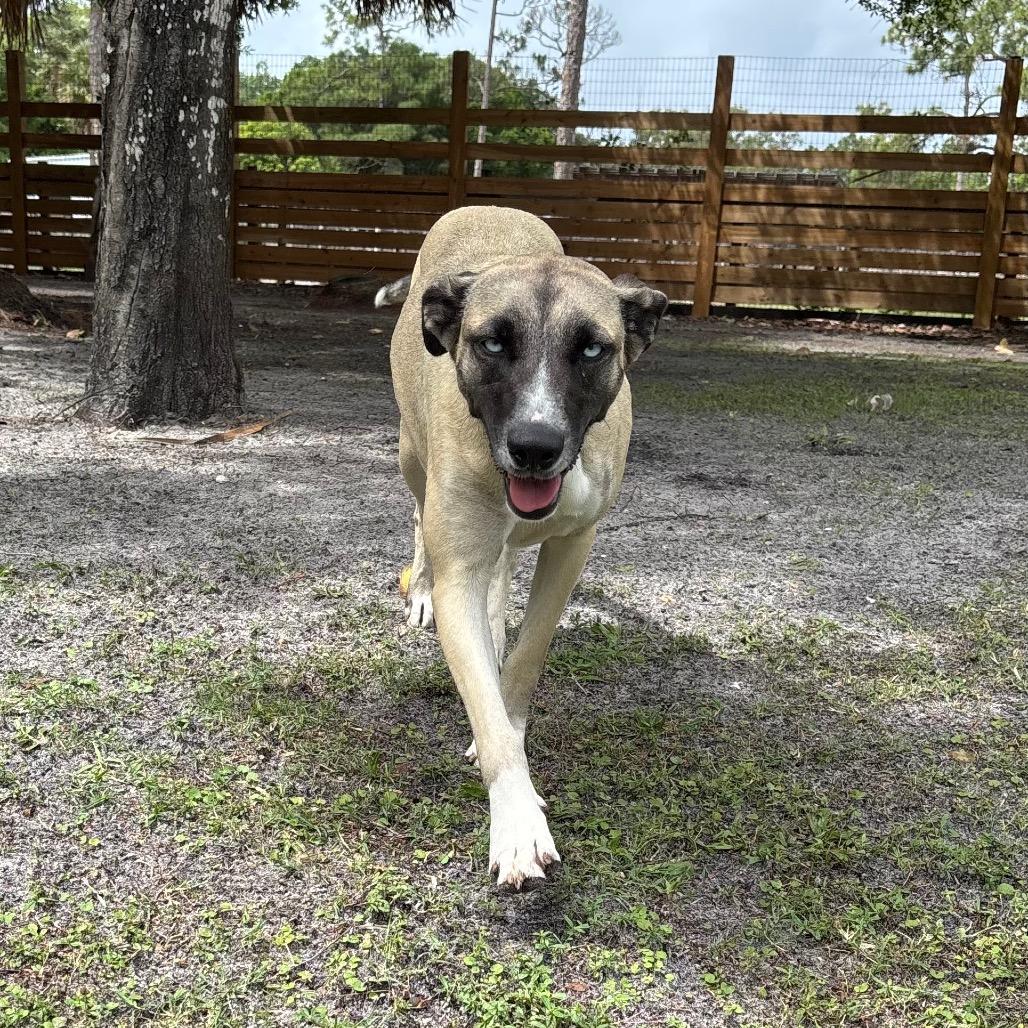 Enlarge JAZZY, a Adoptable Husky in Wellington, FL image 4/6